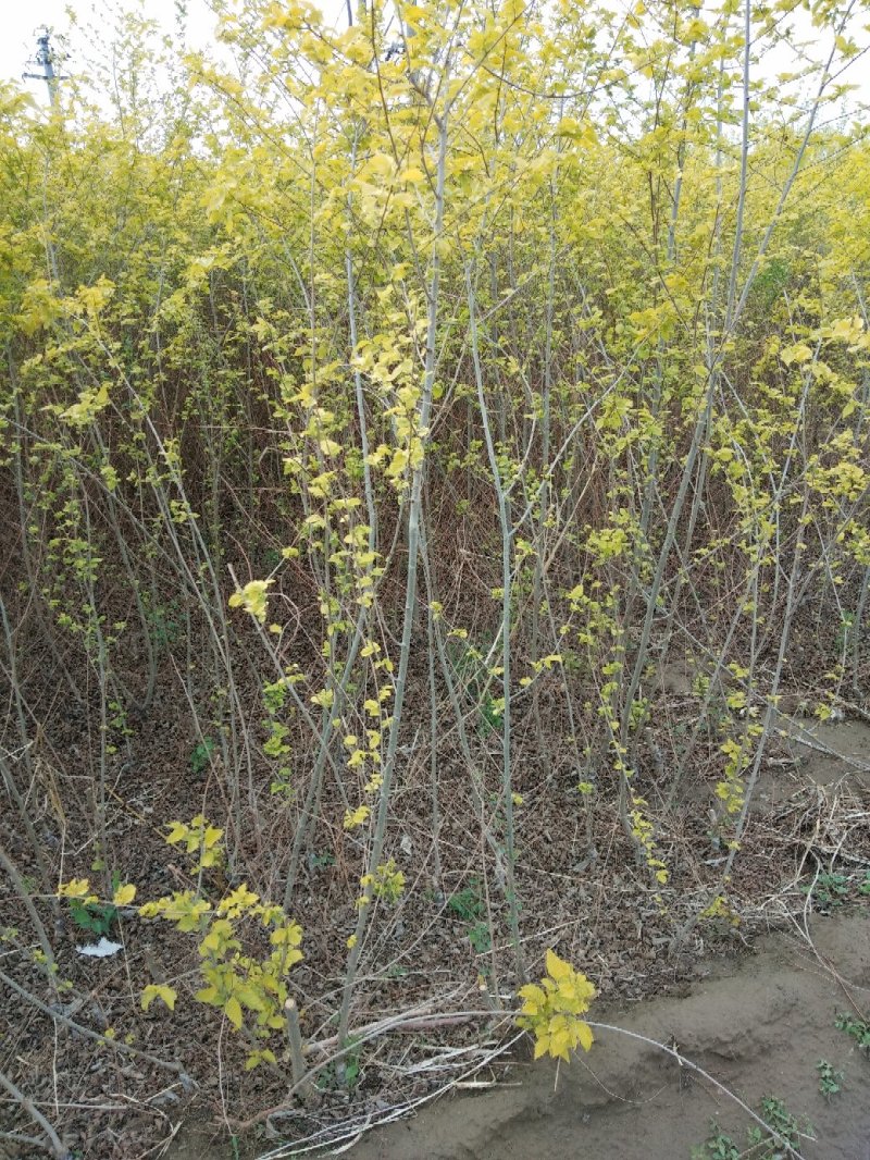 地径:0.5-1.5cm金叶榆，杯苗金叶榆,金叶榆球，