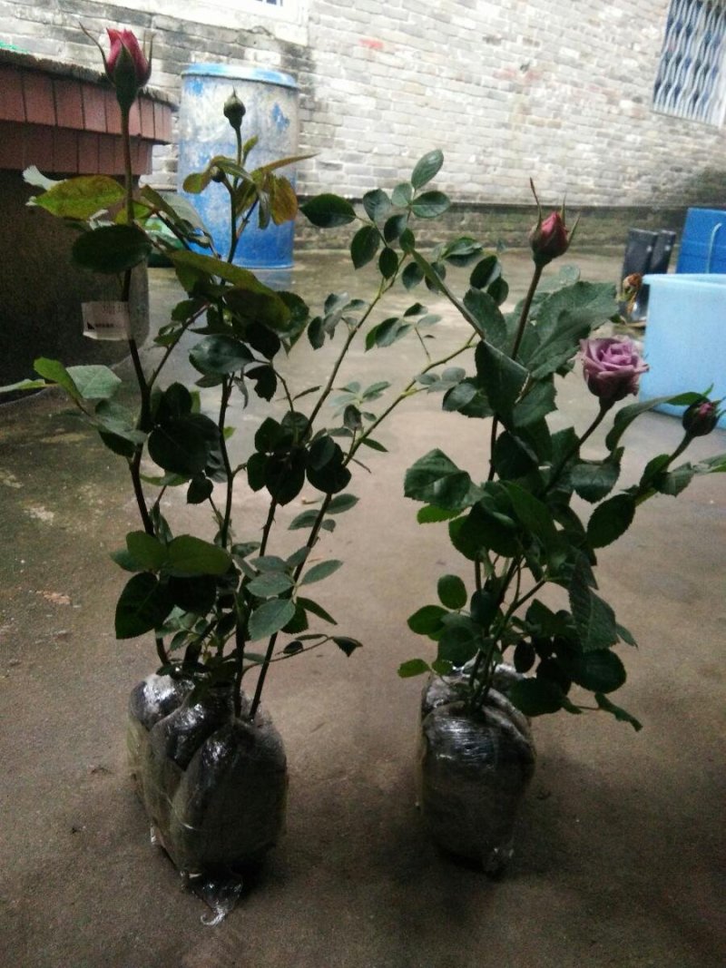 爬藤月季花苗，直接可以下单包邮，下单就可以