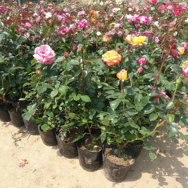 爬藤月季花苗，直接可以下单包邮，下单就可以