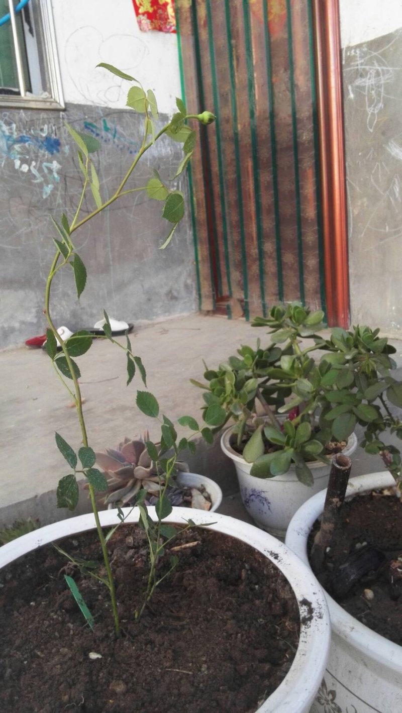 爬藤月季花苗，直接可以下单包邮，下单就可以