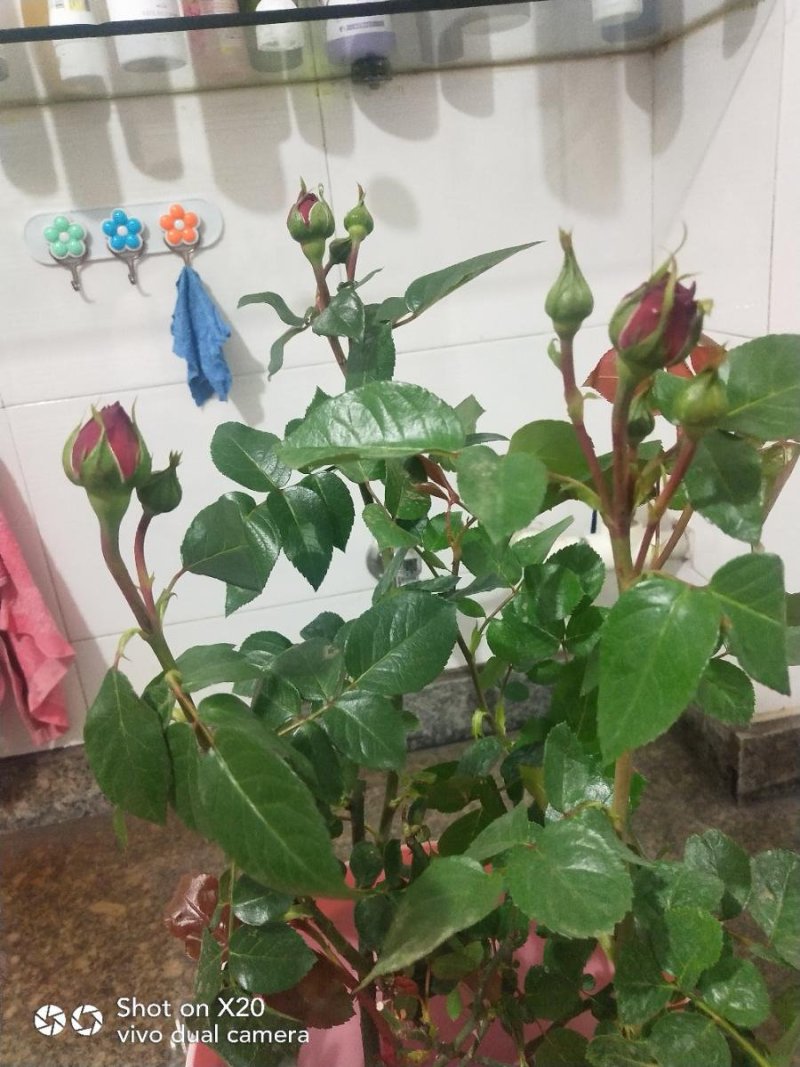 爬藤月季花苗，直接可以下单包邮，下单就可以