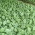 【推荐】山东有机菜花苗包纯正苗场直供免费提供技术指导