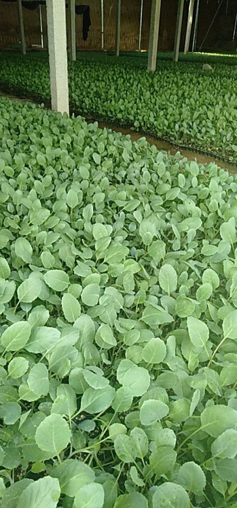 【推荐】山东有机菜花苗包纯正苗场直供免费提供技术指导