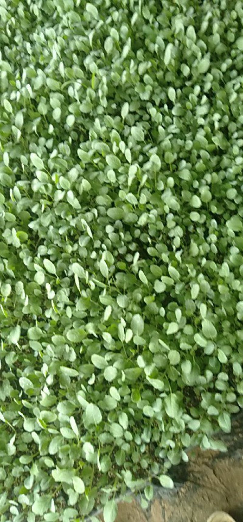 【推荐】山东有机菜花苗包纯正苗场直供免费提供技术指导