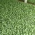 【推荐】山东有机菜花苗包纯正苗场直供免费提供技术指导