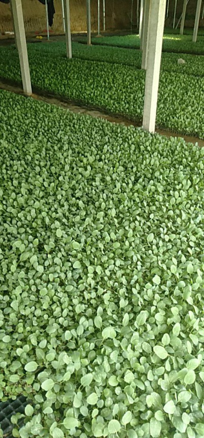 【推荐】山东有机菜花苗包纯正苗场直供免费提供技术指导