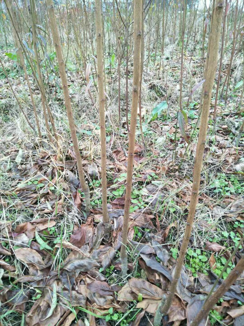 黄桃苗炎陵锦绣黄桃苗早熟锦香黄桃苗奈李苗