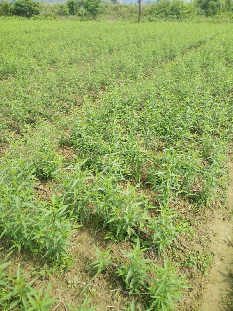 黄桃苗炎陵锦绣黄桃苗早熟锦香黄桃苗奈李苗