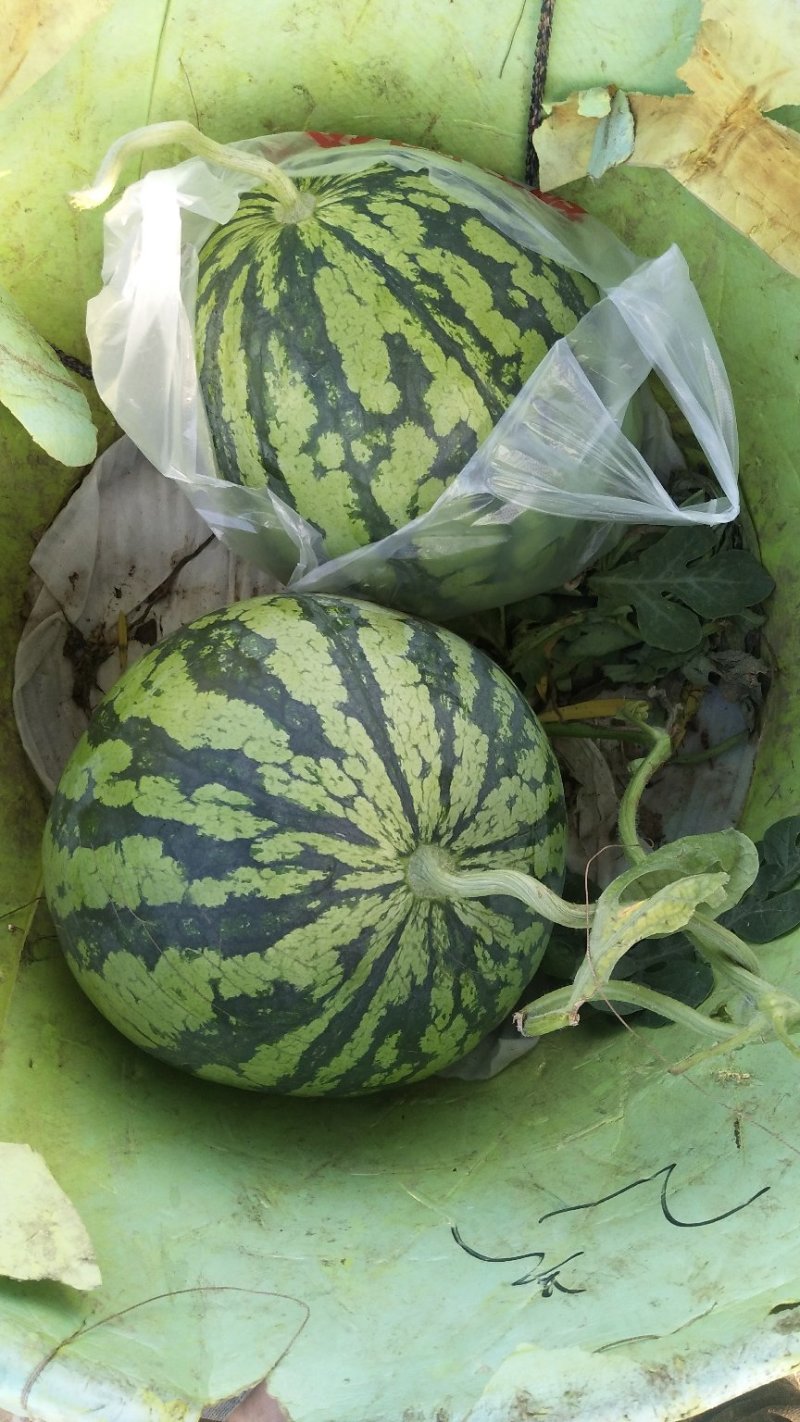 8424二茬瓜大量上市需要的联系？