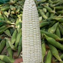 青州优质粘玉米上市了，需要的老板小张