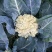 大量供应菜花