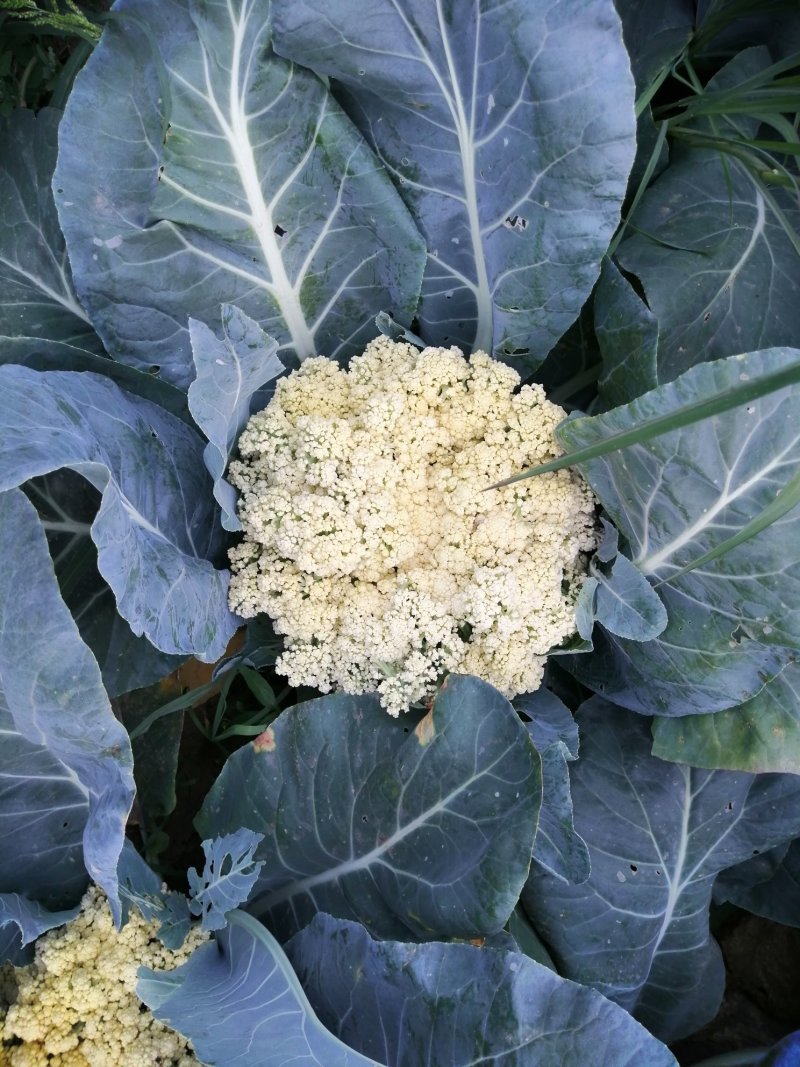 大量供应菜花
