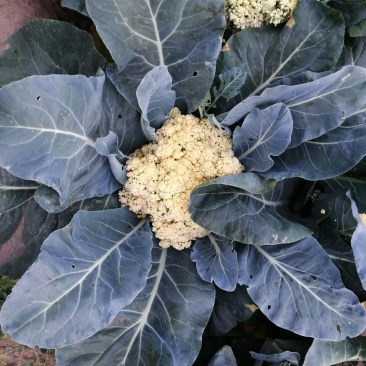 大量供应菜花