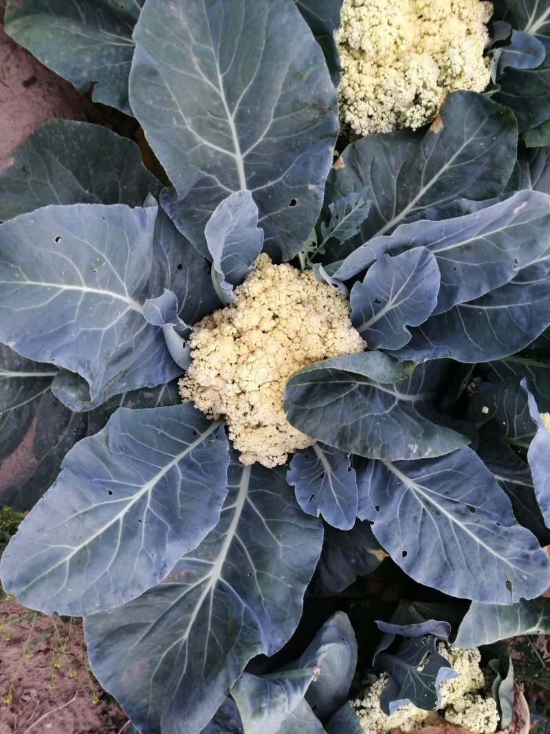 大量供应菜花
