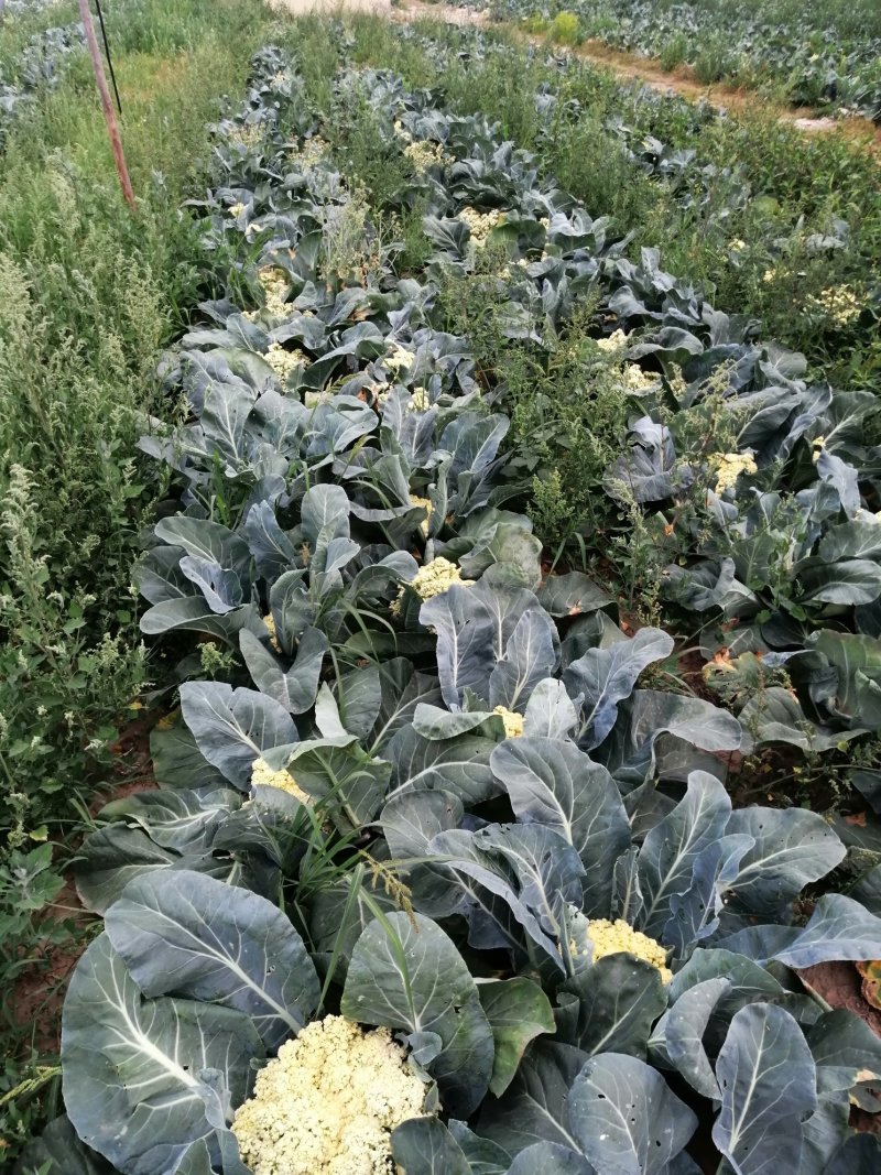 大量供应菜花