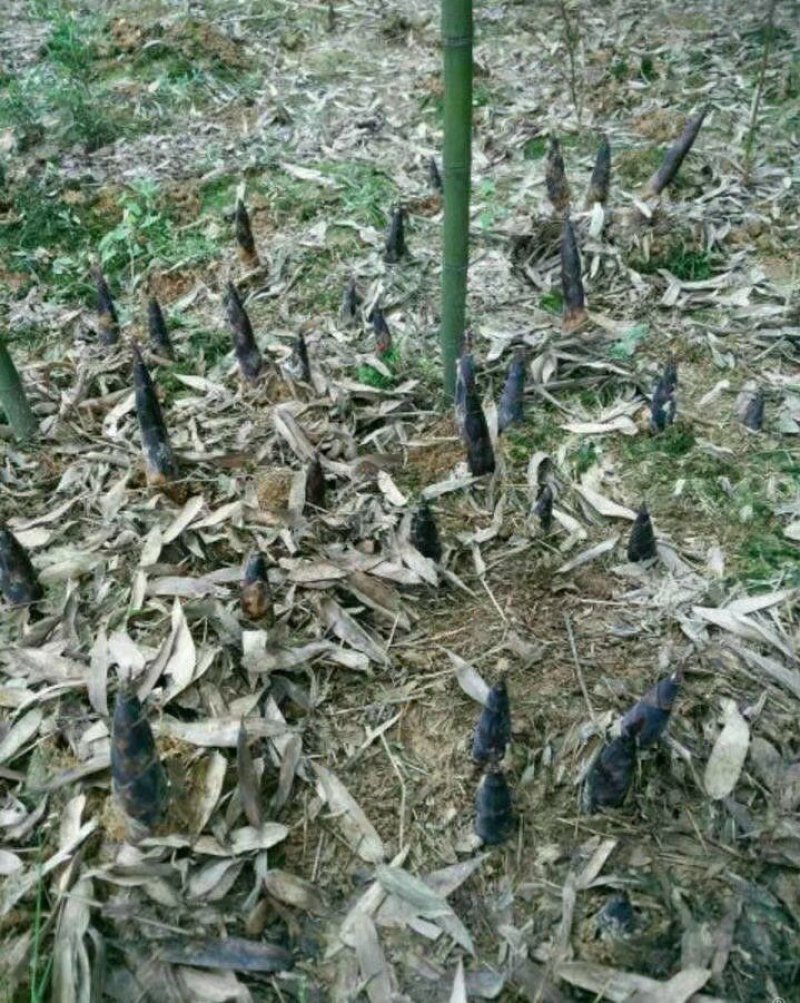 有机蕾笋竹苗开卖了