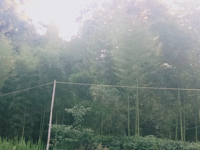 有机蕾笋竹苗开卖了
