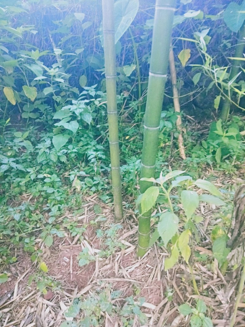 有机蕾笋竹苗开卖了