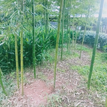 有机蕾笋竹苗开卖了