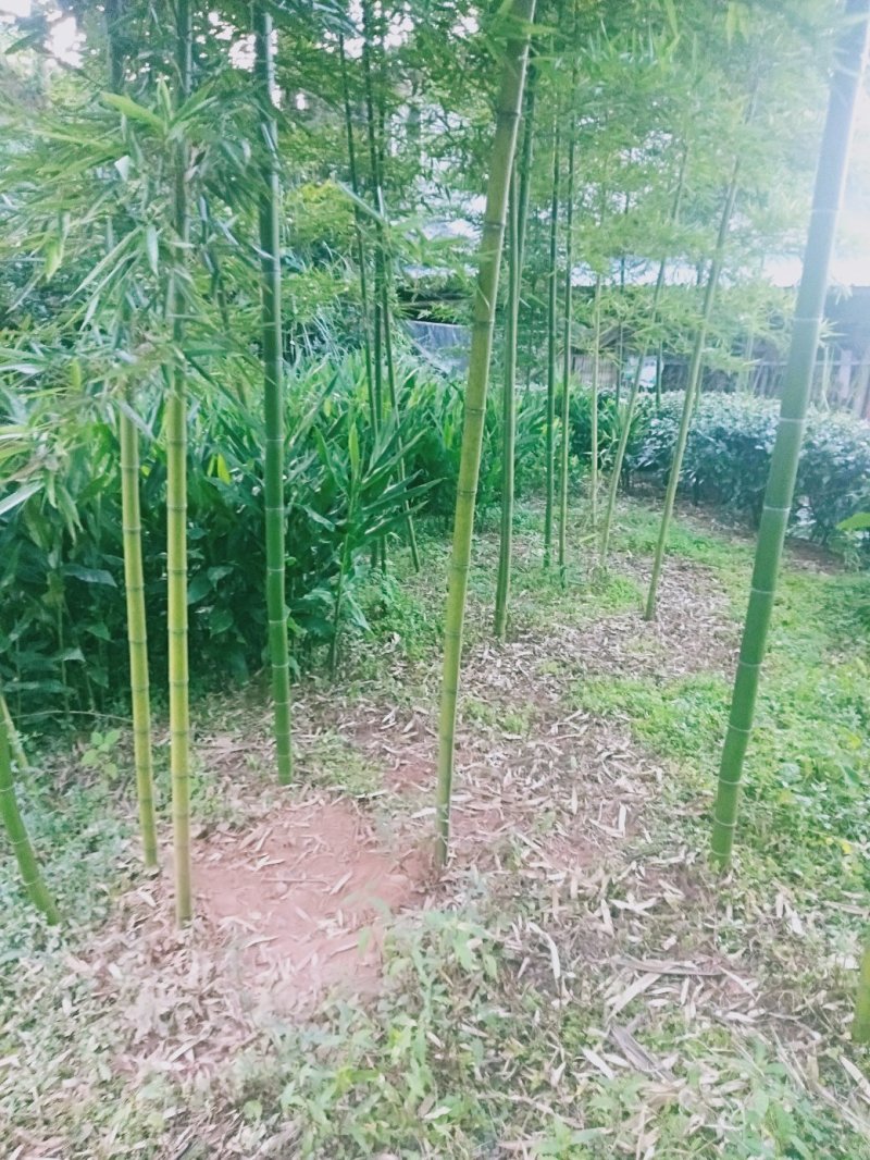 有机蕾笋竹苗开卖了