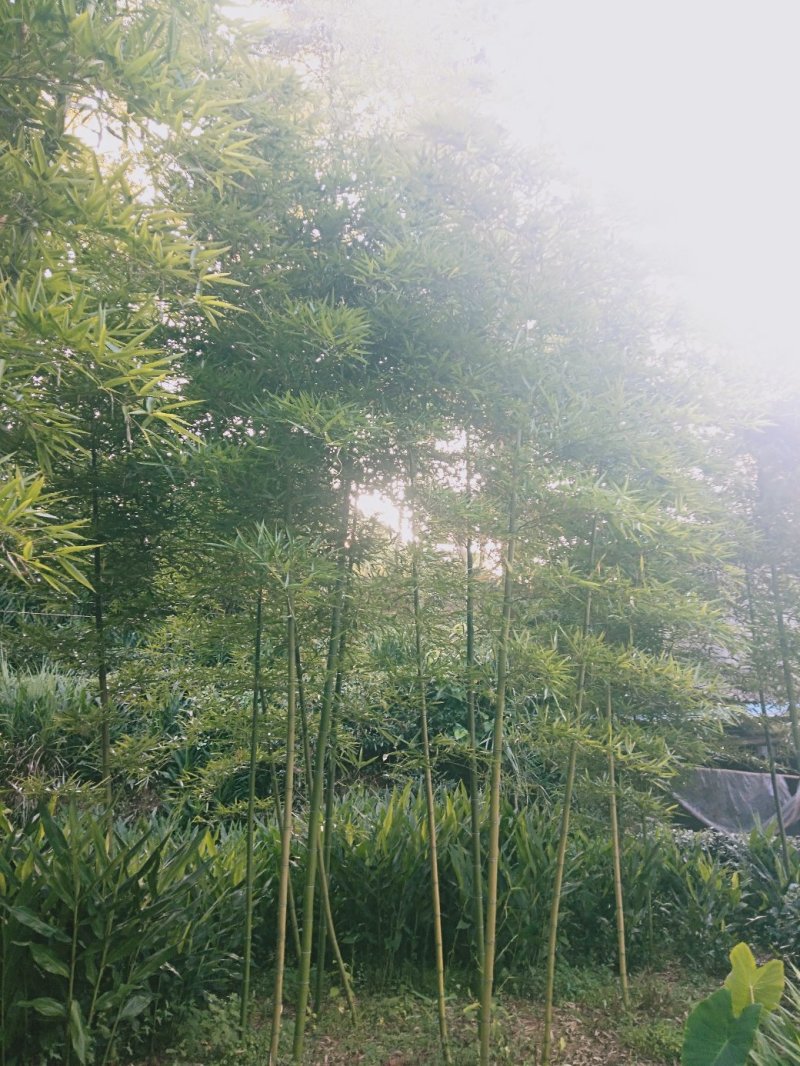 有机蕾笋竹苗开卖了