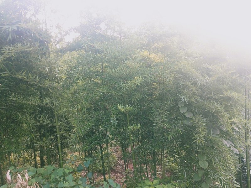 有机蕾笋竹苗开卖了