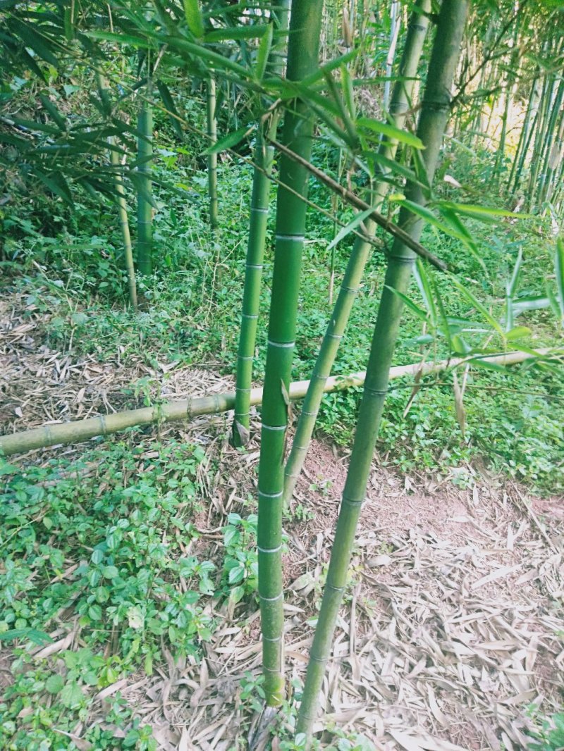 有机蕾笋竹苗开卖了