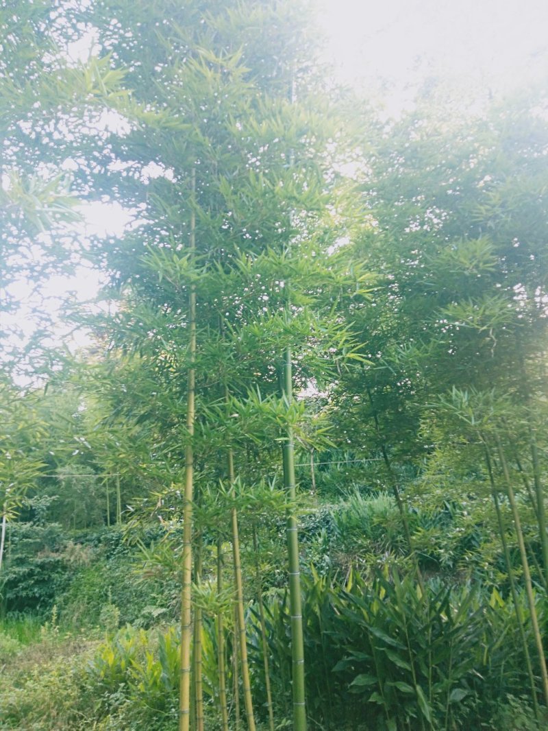 有机蕾笋竹苗开卖了
