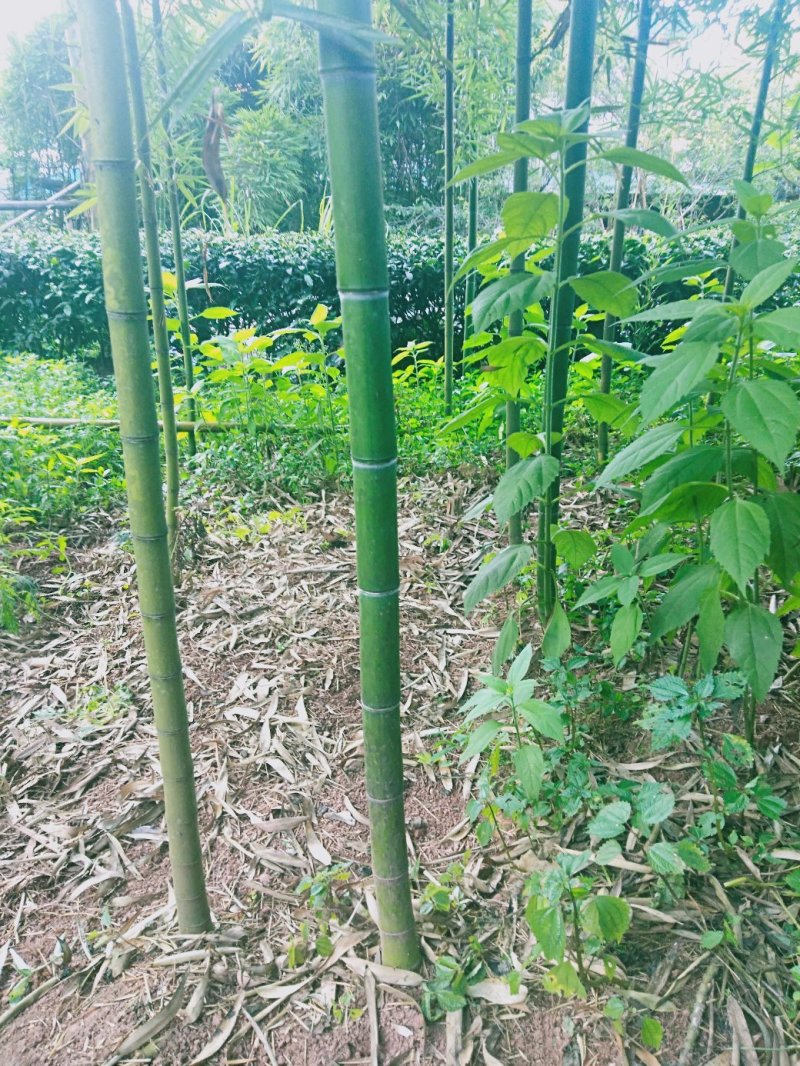 有机蕾笋竹苗开卖了