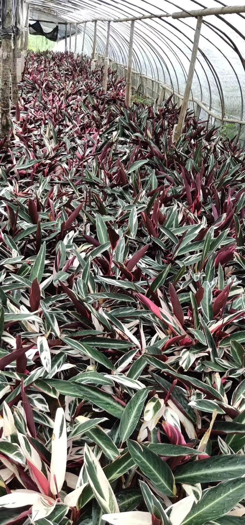 精品14杯七彩竹芋基地直销