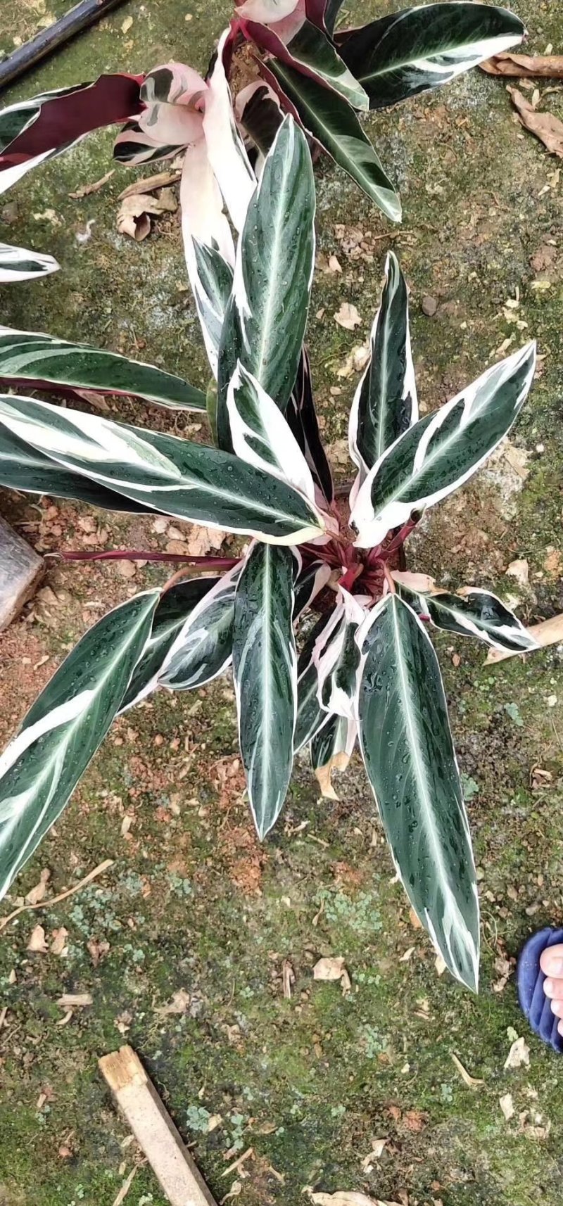 精品14杯七彩竹芋基地直销