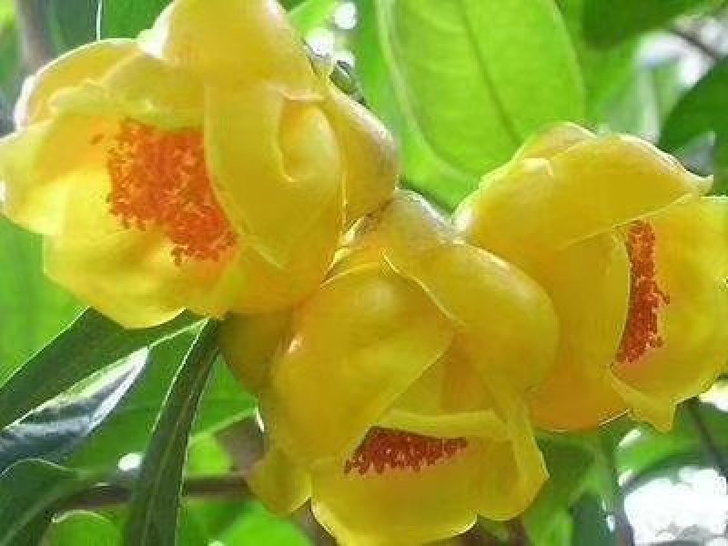 精品金花茶花福建基地直销