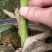 精品金花茶花福建基地直销