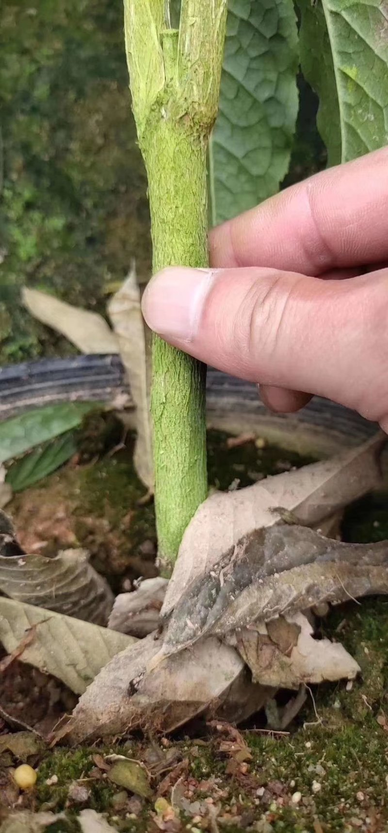 精品金花茶花福建基地直销