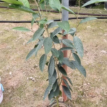 精品金花茶花福建基地直销