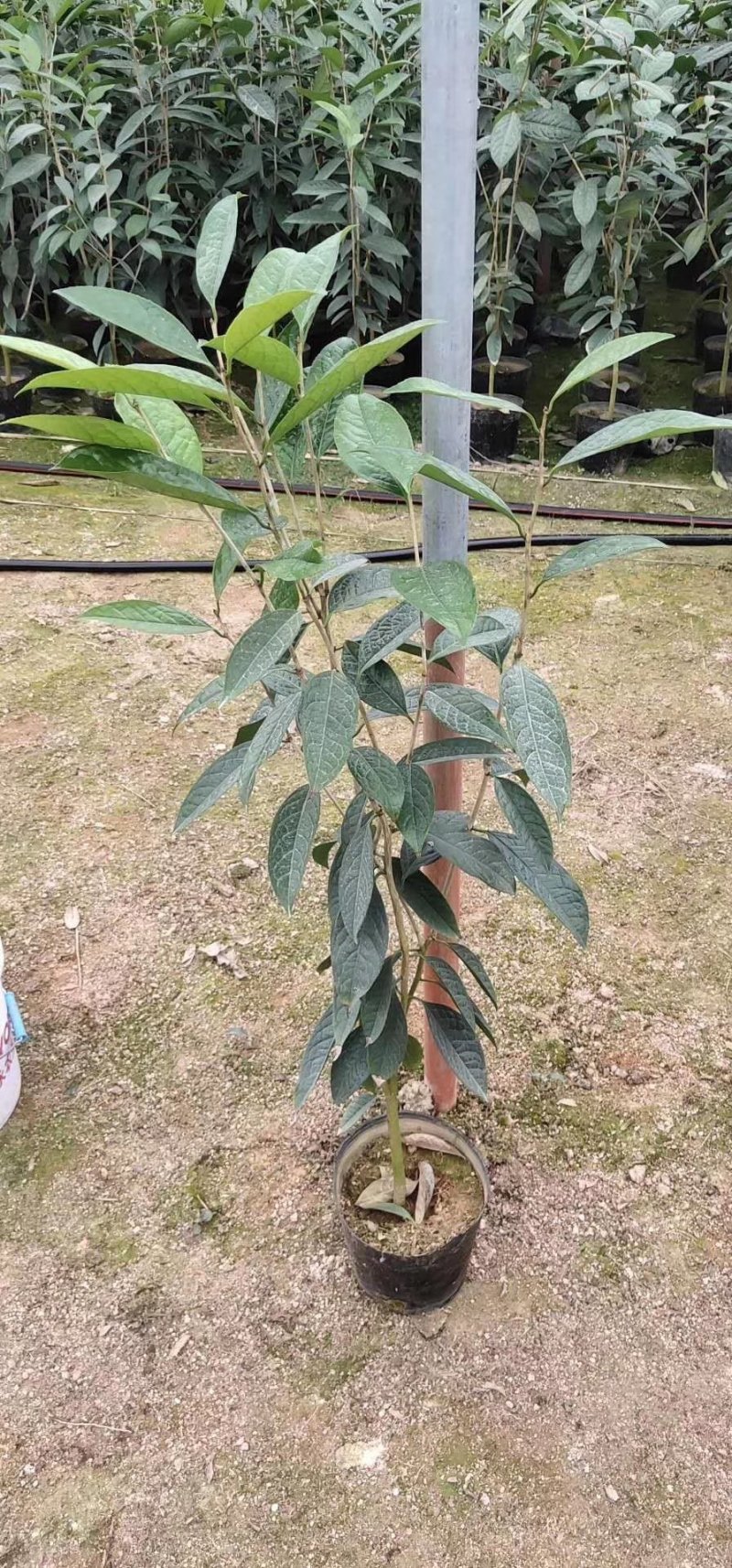 精品金花茶花福建基地直销