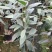 精品金花茶花福建基地直销