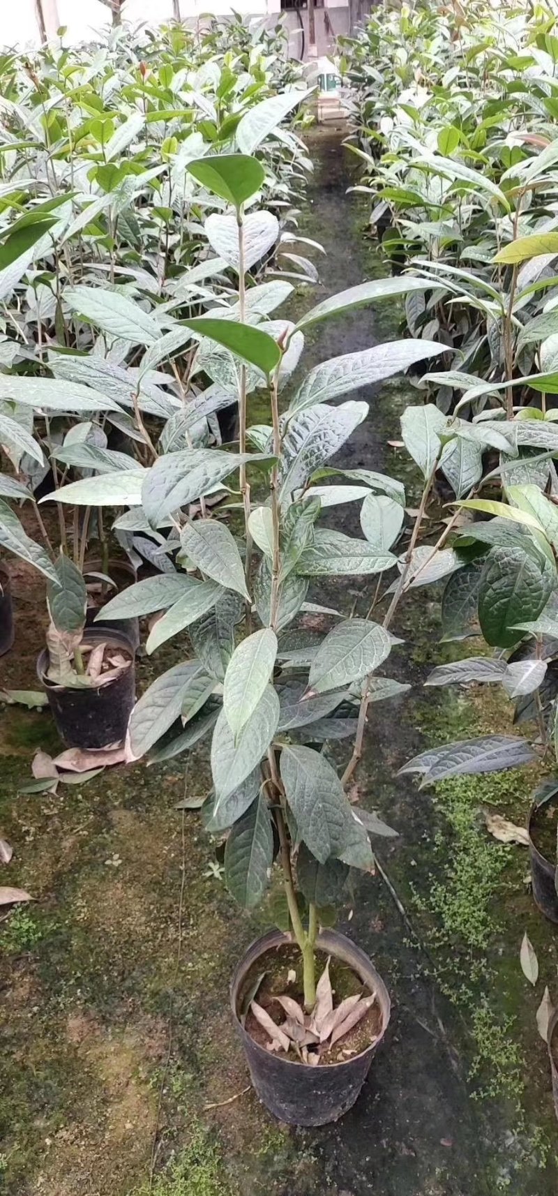 精品金花茶花福建基地直销
