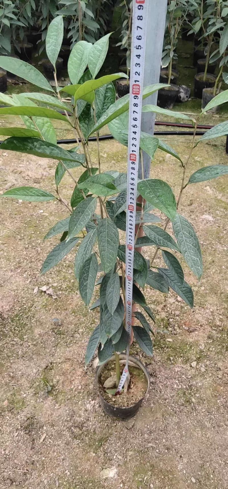 精品金花茶花福建基地直销