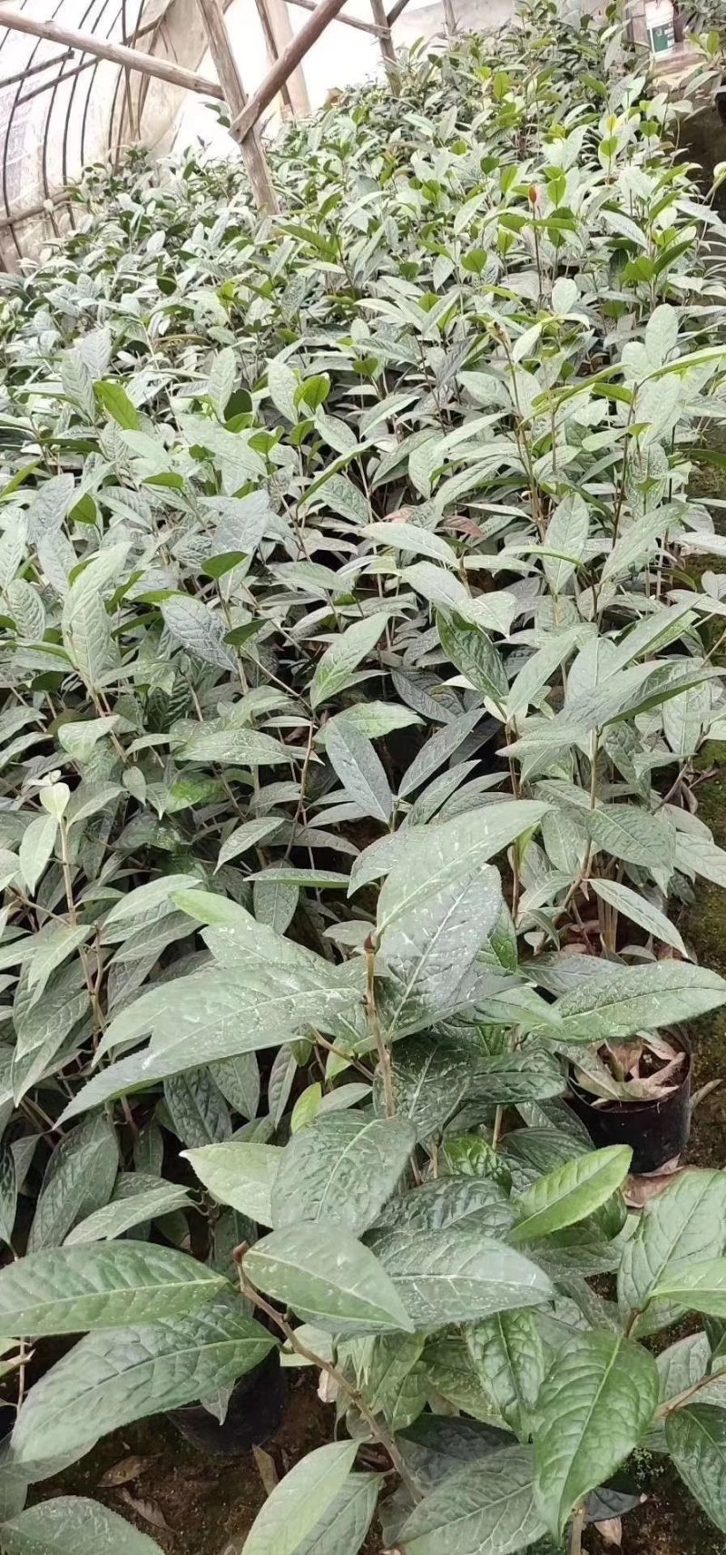 精品金花茶花福建基地直销