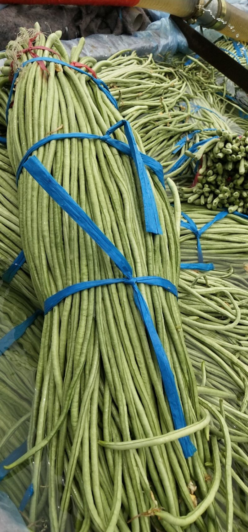 白条豆角大量市场货腌制货可以做酸豆角卜豆角