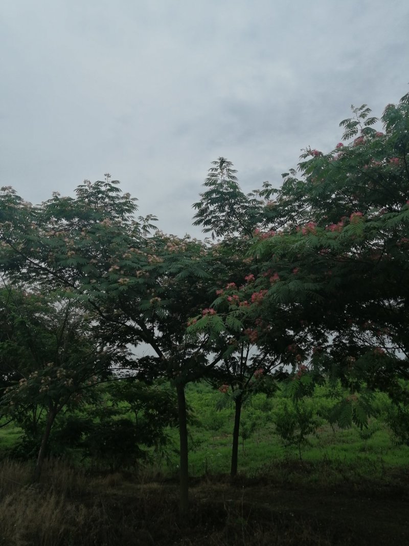 12公分合欢