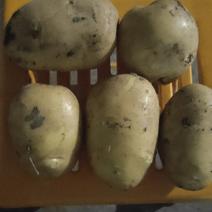 早大白土豆，荷兰土豆。