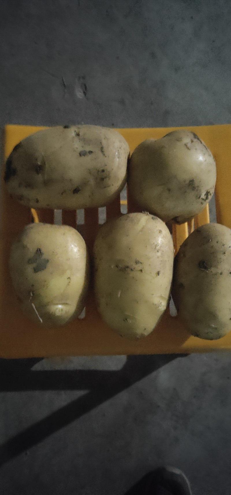 早大白土豆，荷兰土豆。