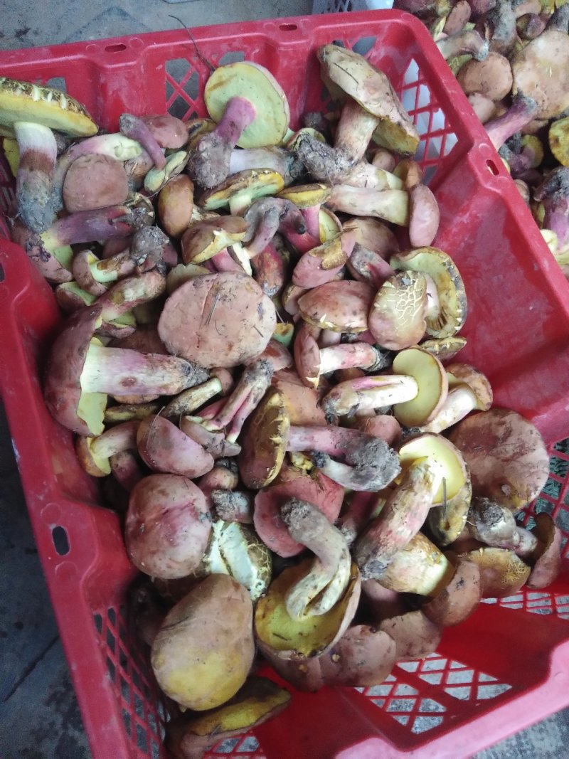 食用野生菌鲜货