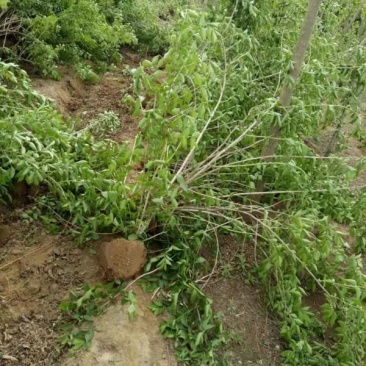 常年批发供应金银木价格优惠，大型金银木种植基地大量出售