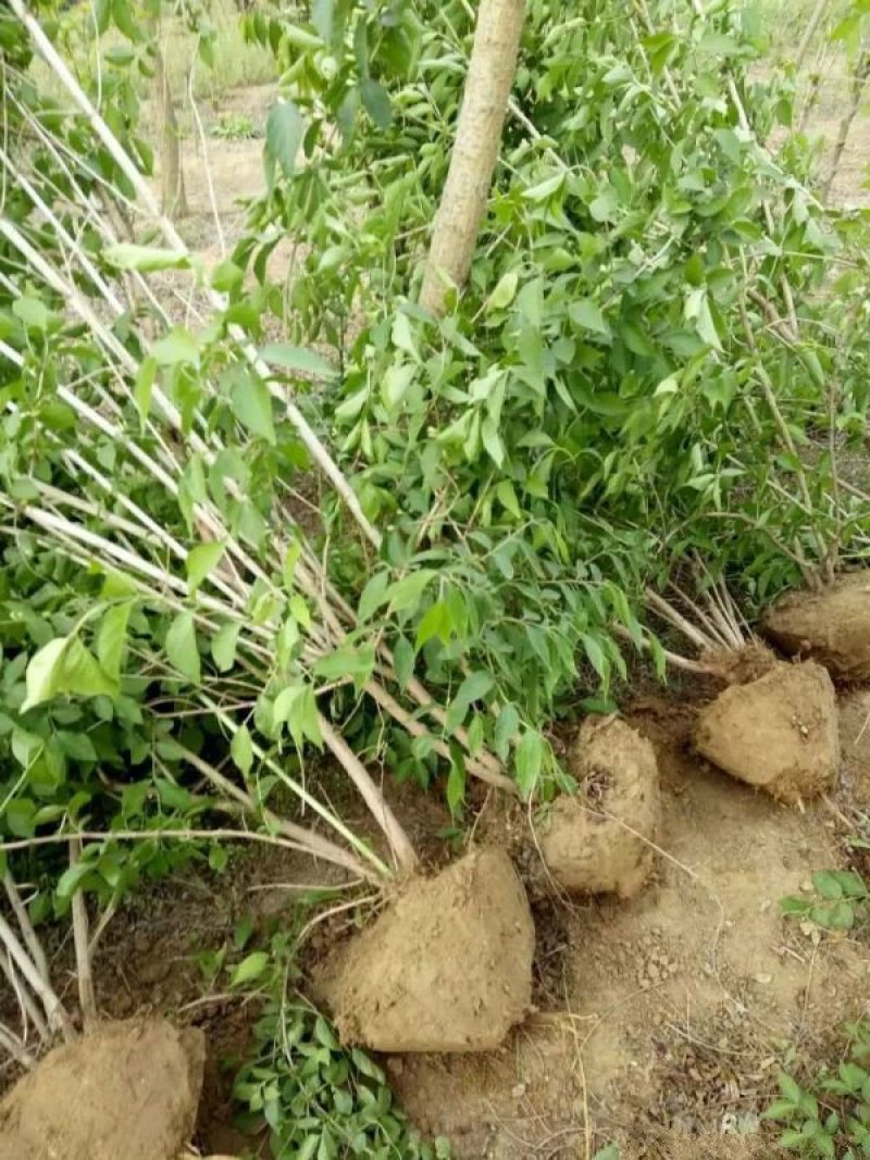 常年批发供应金银木价格优惠，大型金银木种植基地大量出售