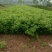 常年批发供应金银木价格优惠，大型金银木种植基地大量出售