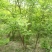 常年批发供应金银木价格优惠，大型金银木种植基地大量出售