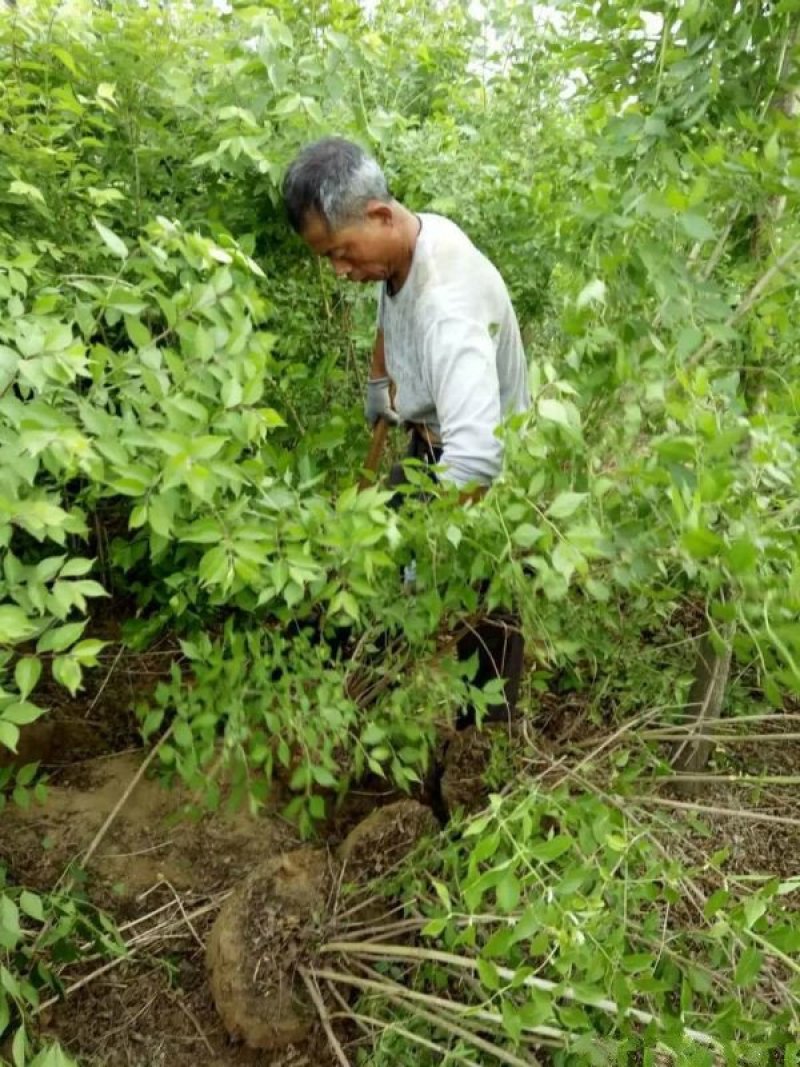 常年批发供应金银木价格优惠，大型金银木种植基地大量出售